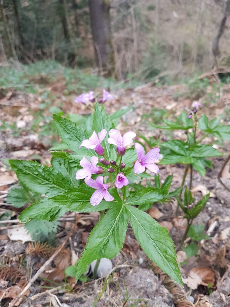 Cardamine pentaphyllos