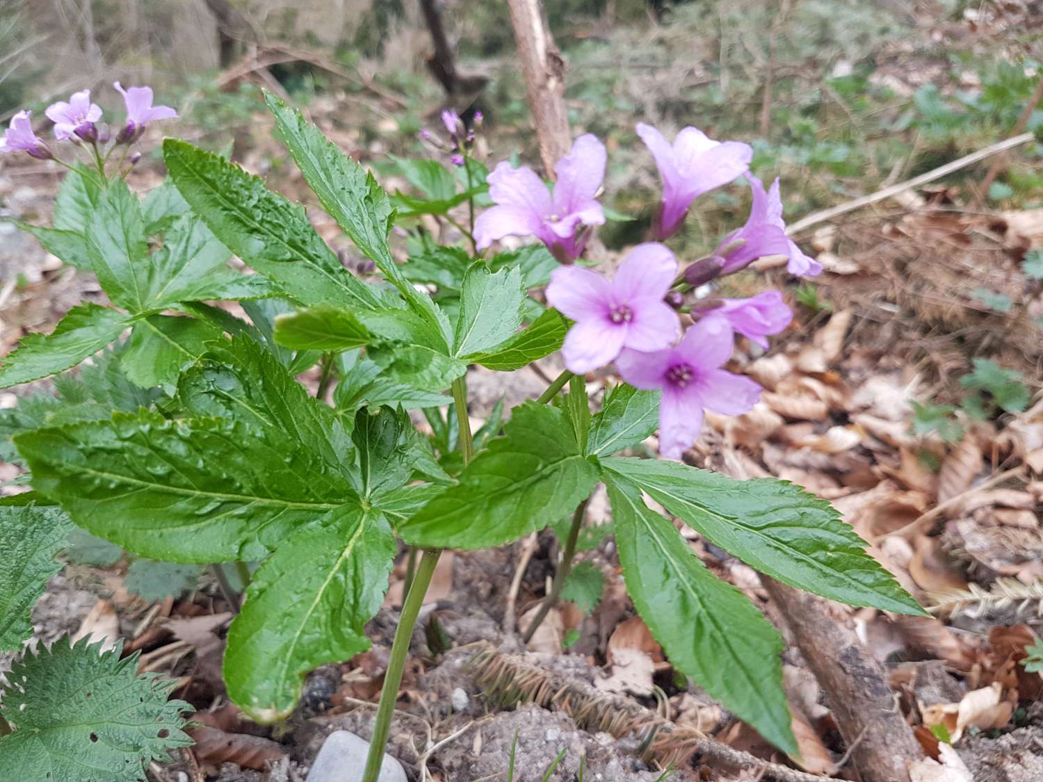 Cardamine pentaphyllos