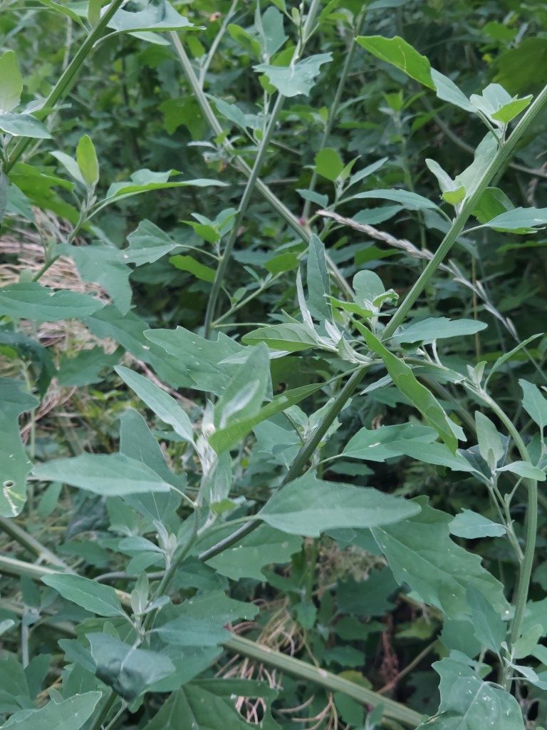 Chenopodium album