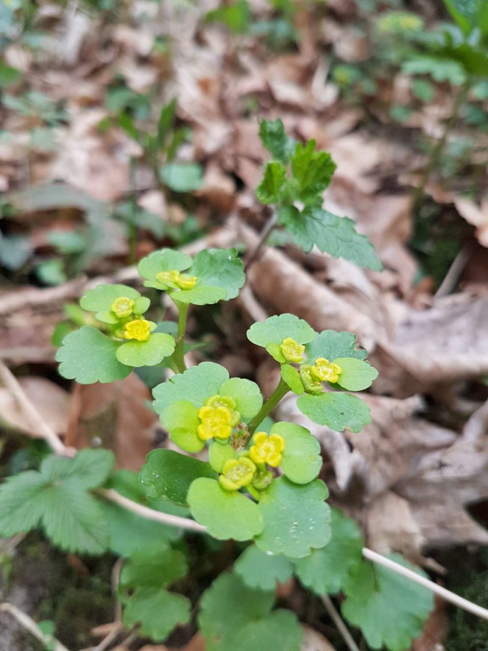Chrysosplenium alternifolium6