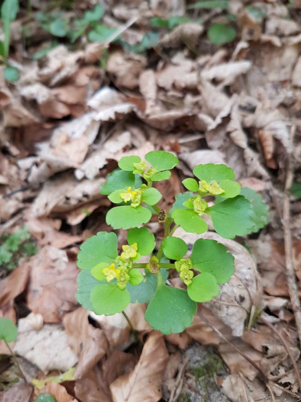 Chrysosplenium alternifolium6