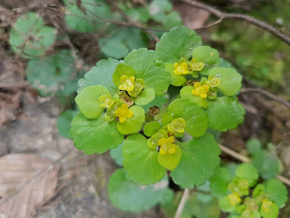 Chrysosplenium alternifolium6