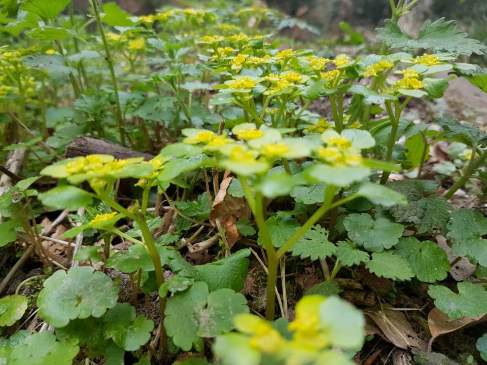 Chrysosplenium alternifolium6