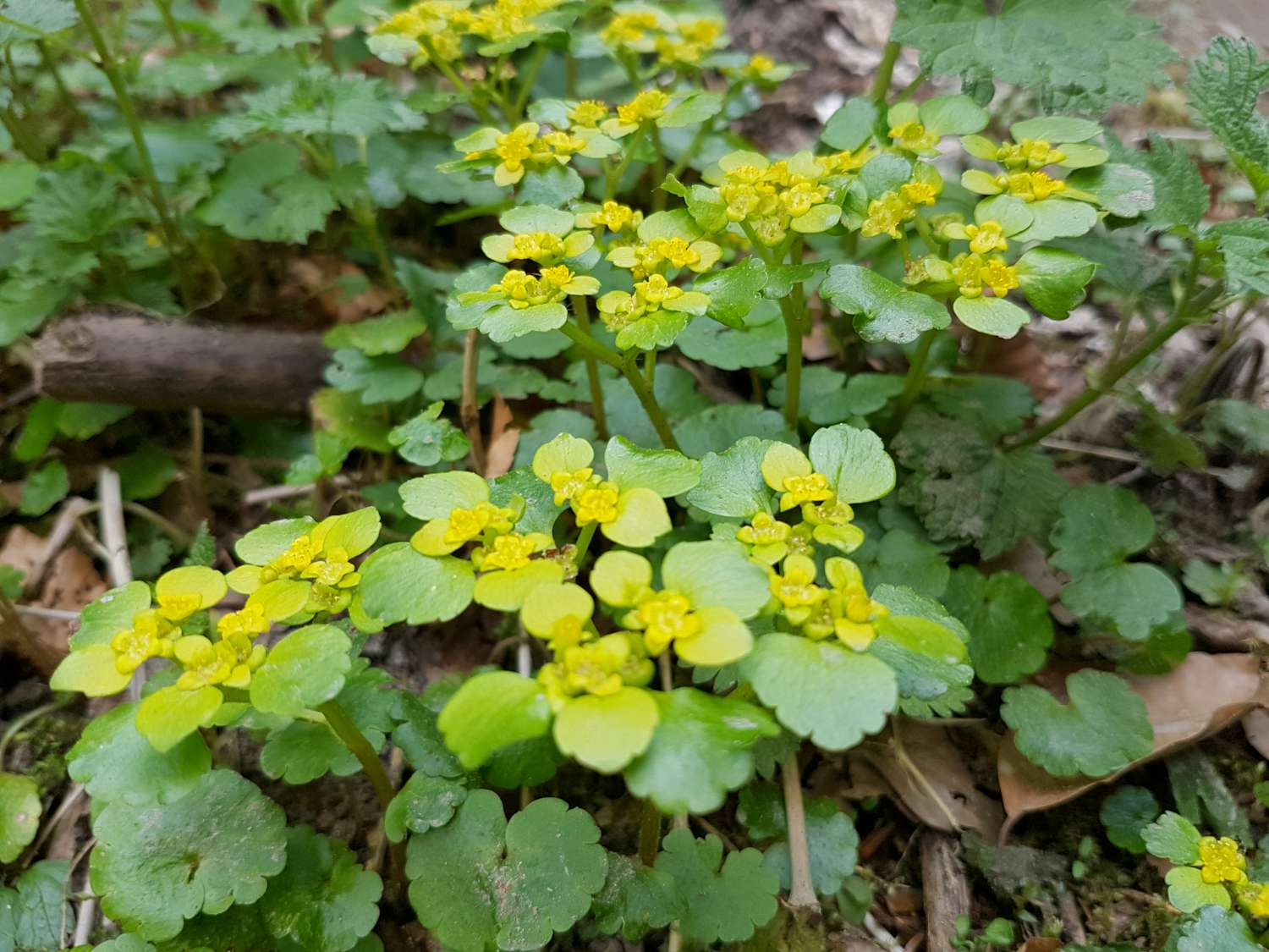 Chrysosplenium alternifolium L.
