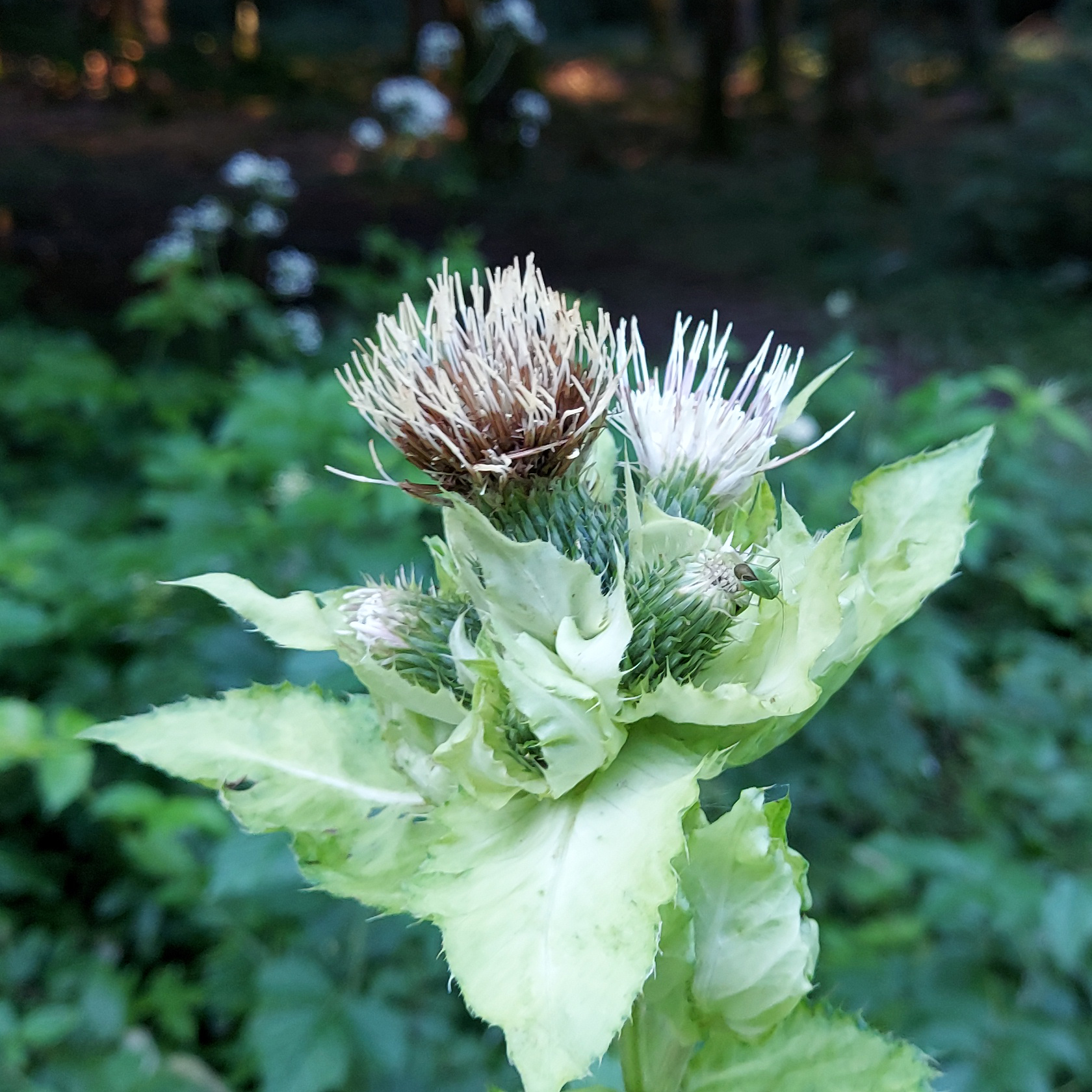 Cirsium oleraceum (L.) Scop.
