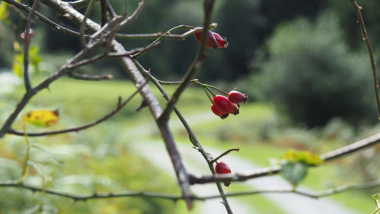 Rosa canina aggr.