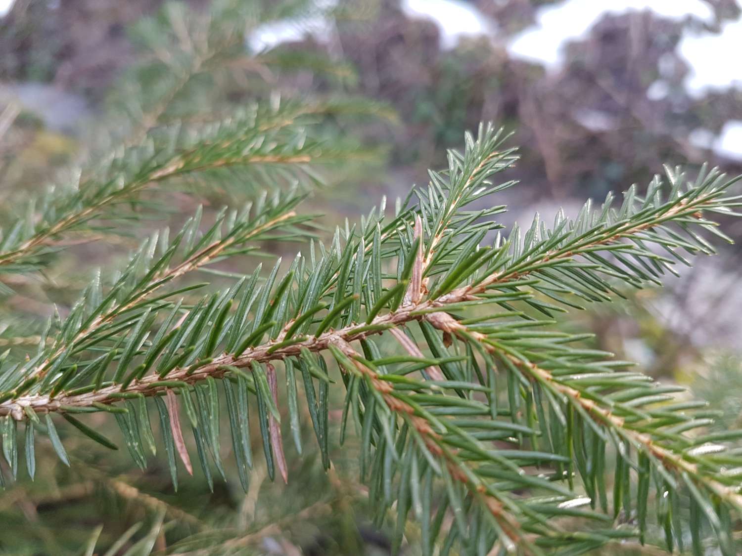 Picea abies (L.) H. Karst.