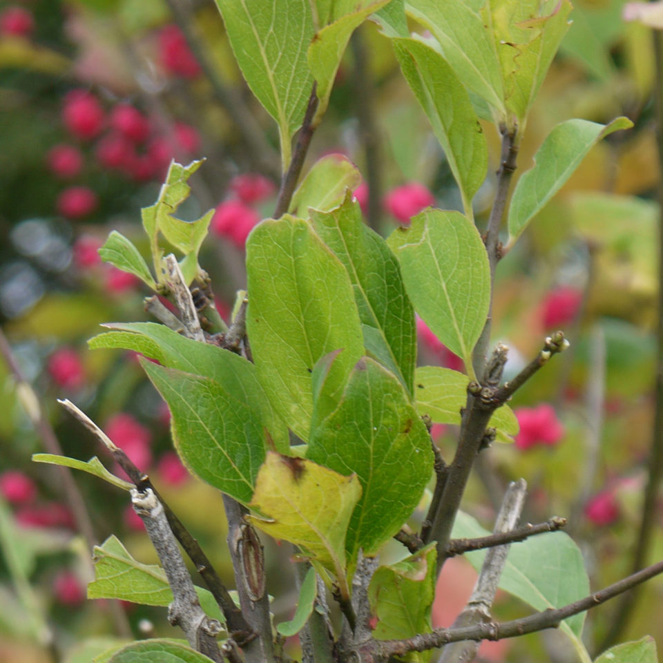 Feuilles de fusain