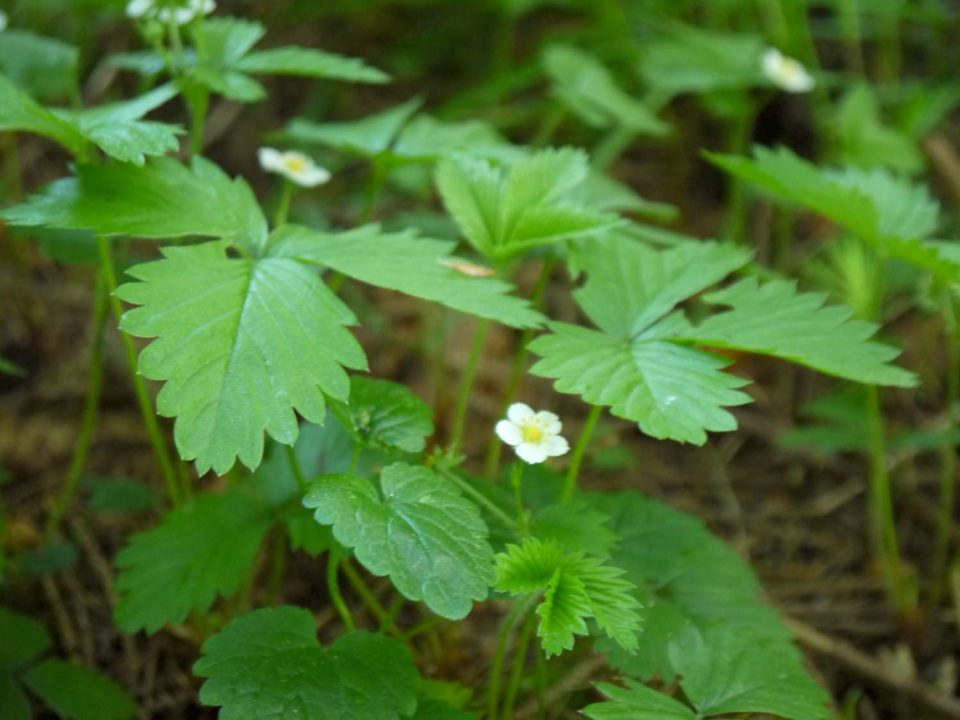fleur de fraisier des bois