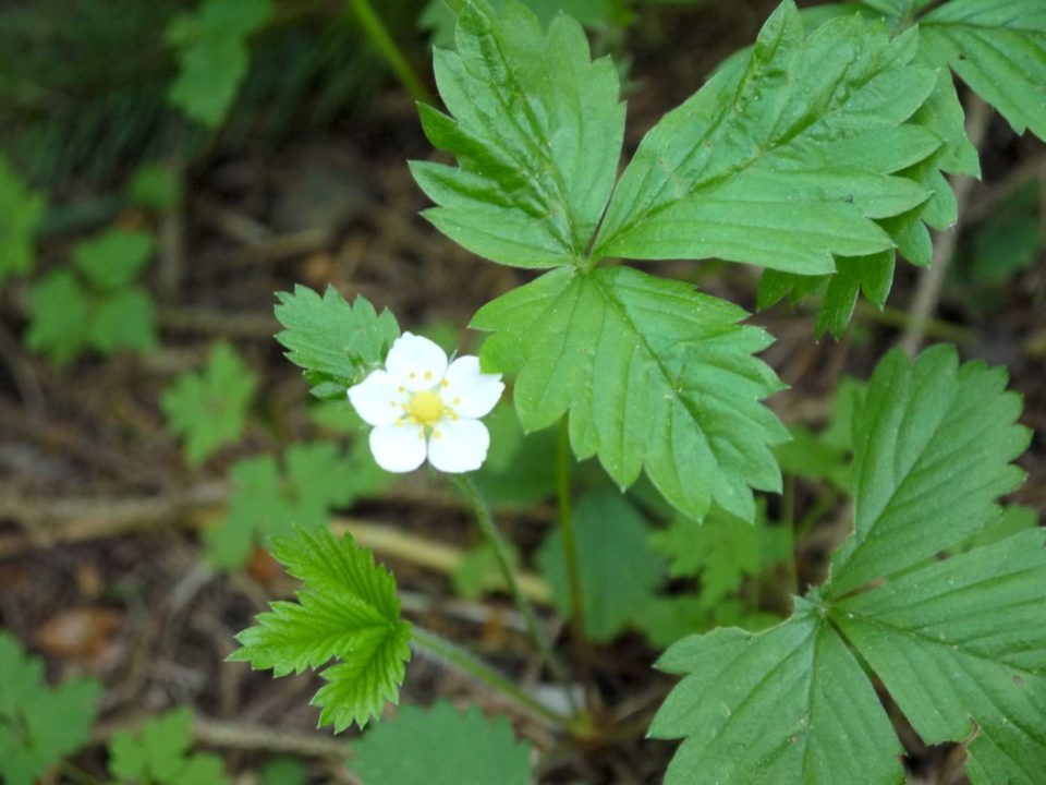 fleur de fraisier des bois