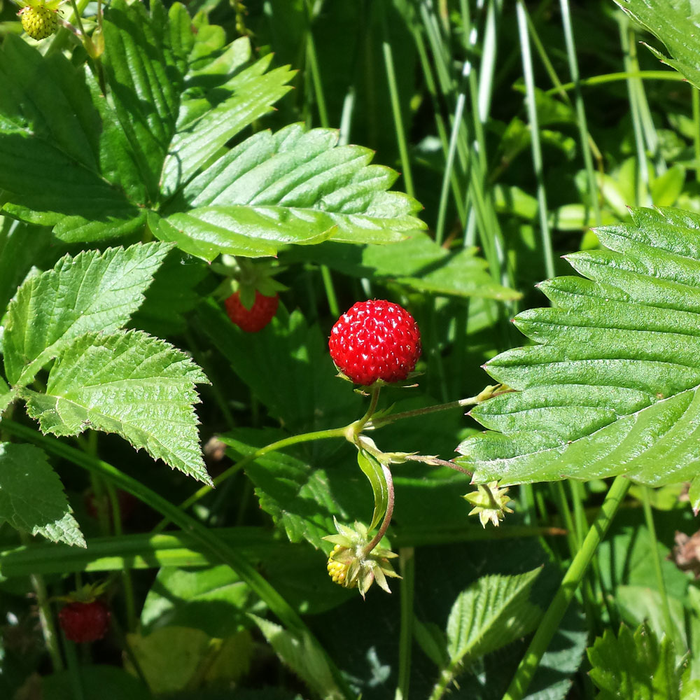 Fragaria vesca L.