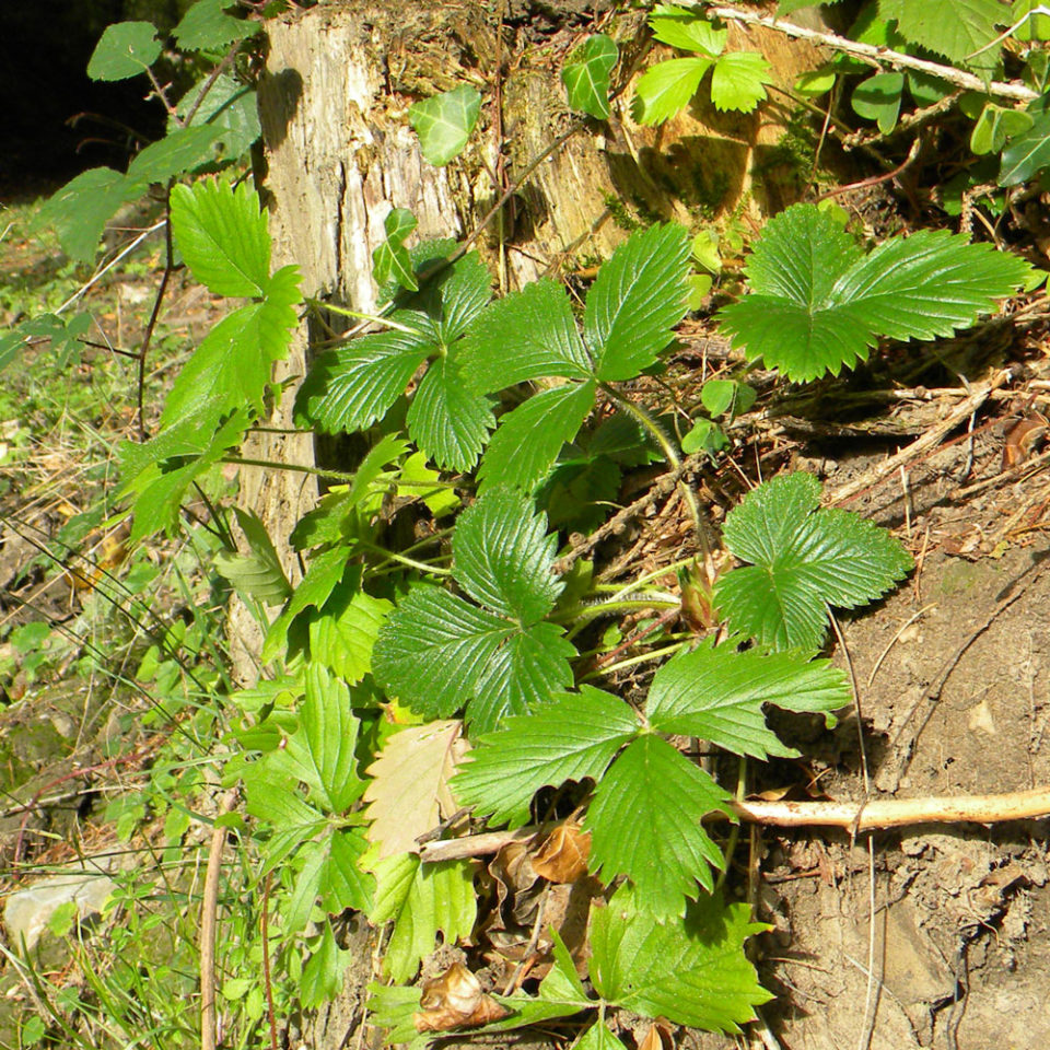 Fraisier des bois