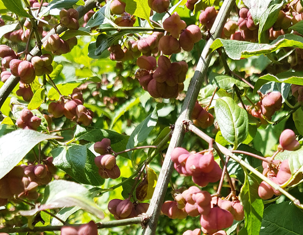 Euonymus europaeus L.