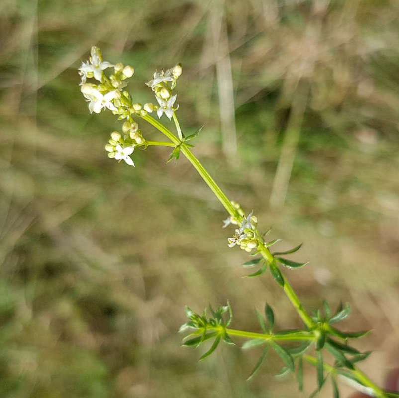 Galium album