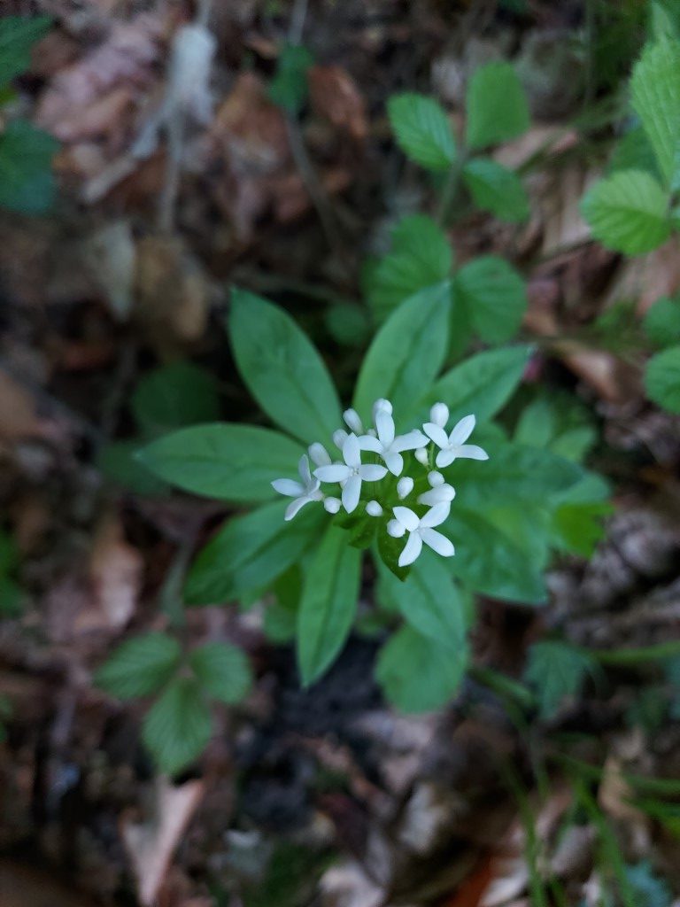 Galium odoratum (L.) Scop.