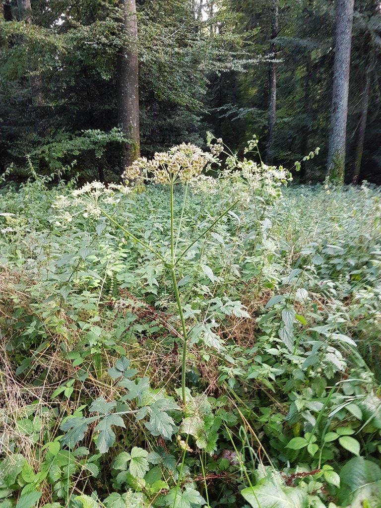Heracleum sphondylium L. subsp. sphondylium