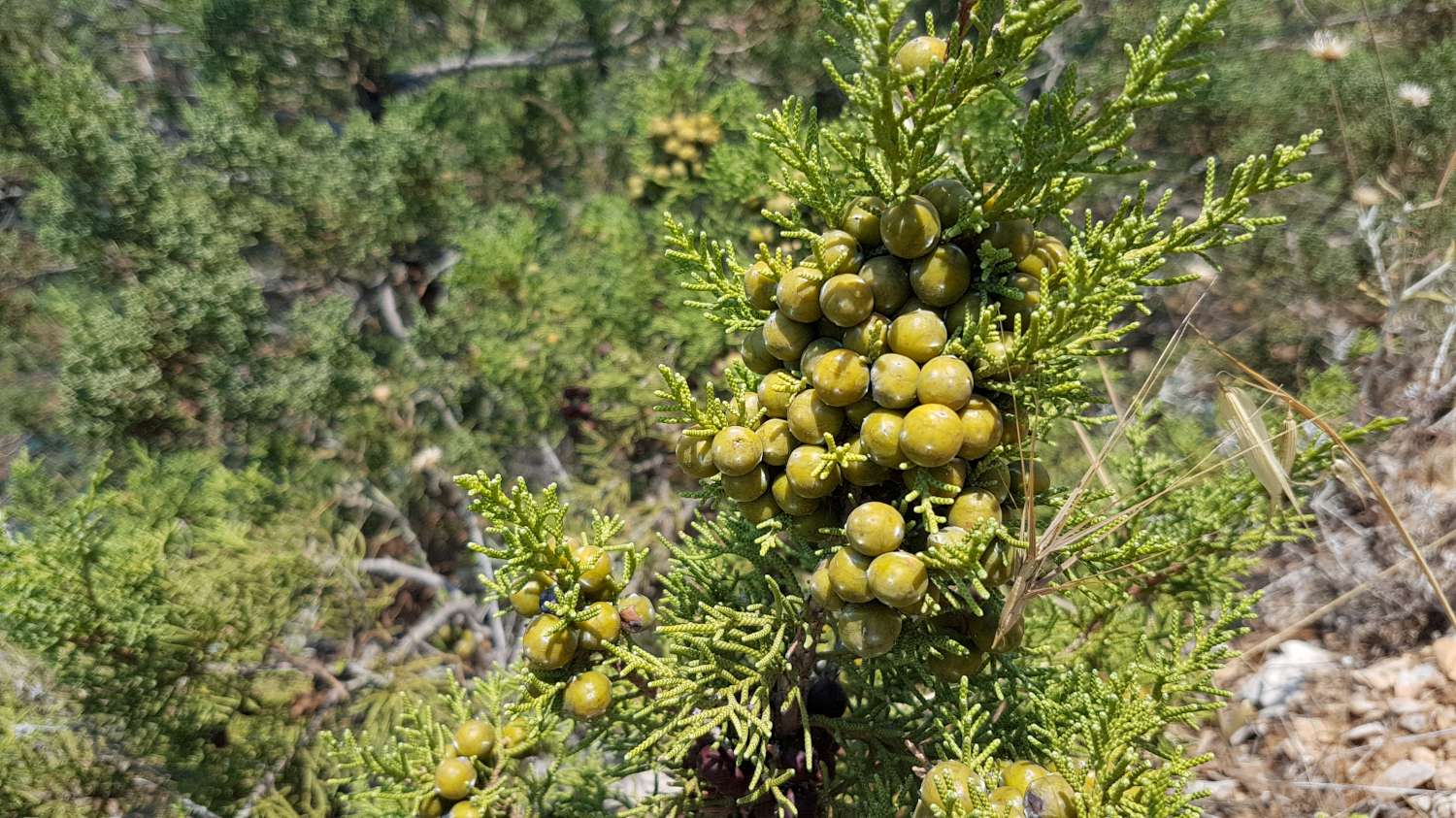 Juniperus phoenicea