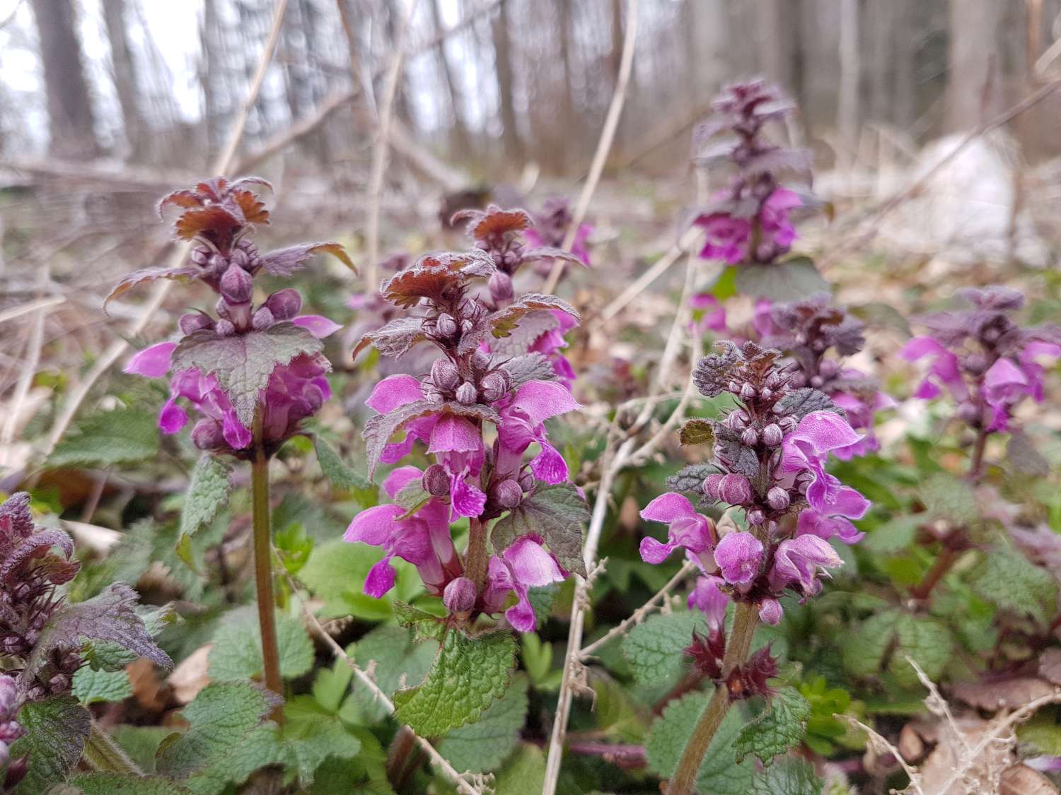 Lamium purpureum L.