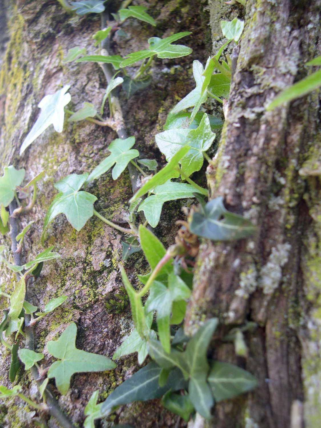 Hedera helix L.
