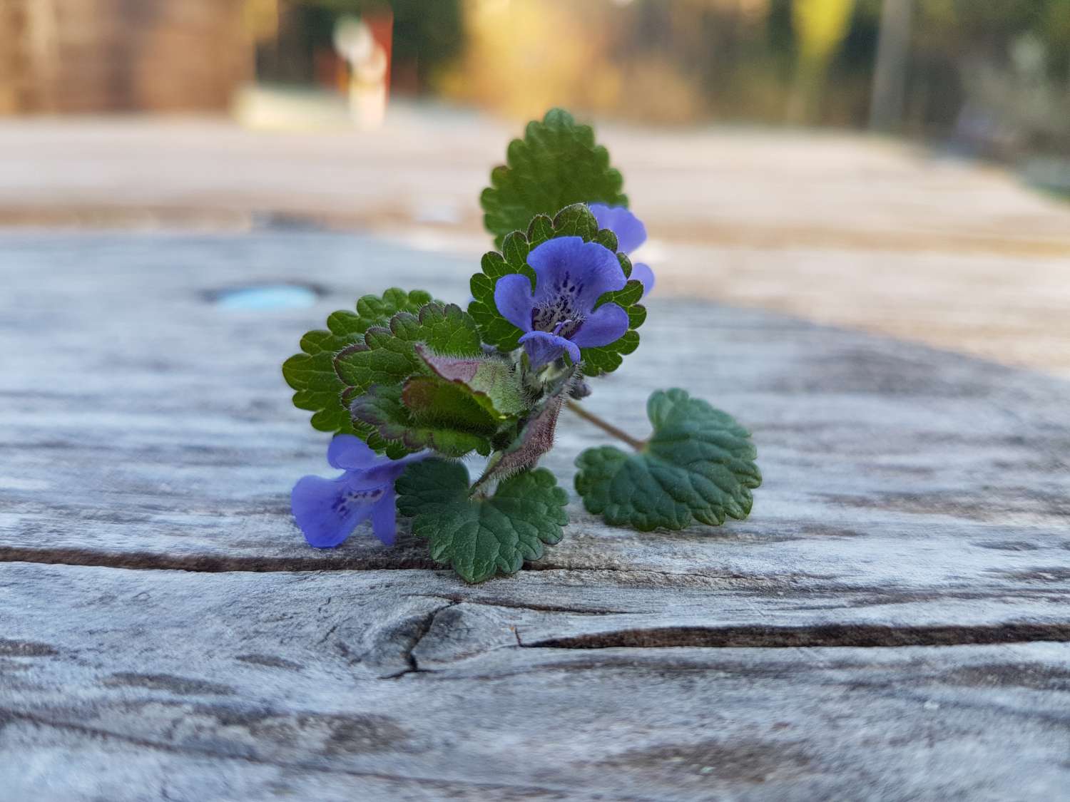 Glechoma hederacea L.