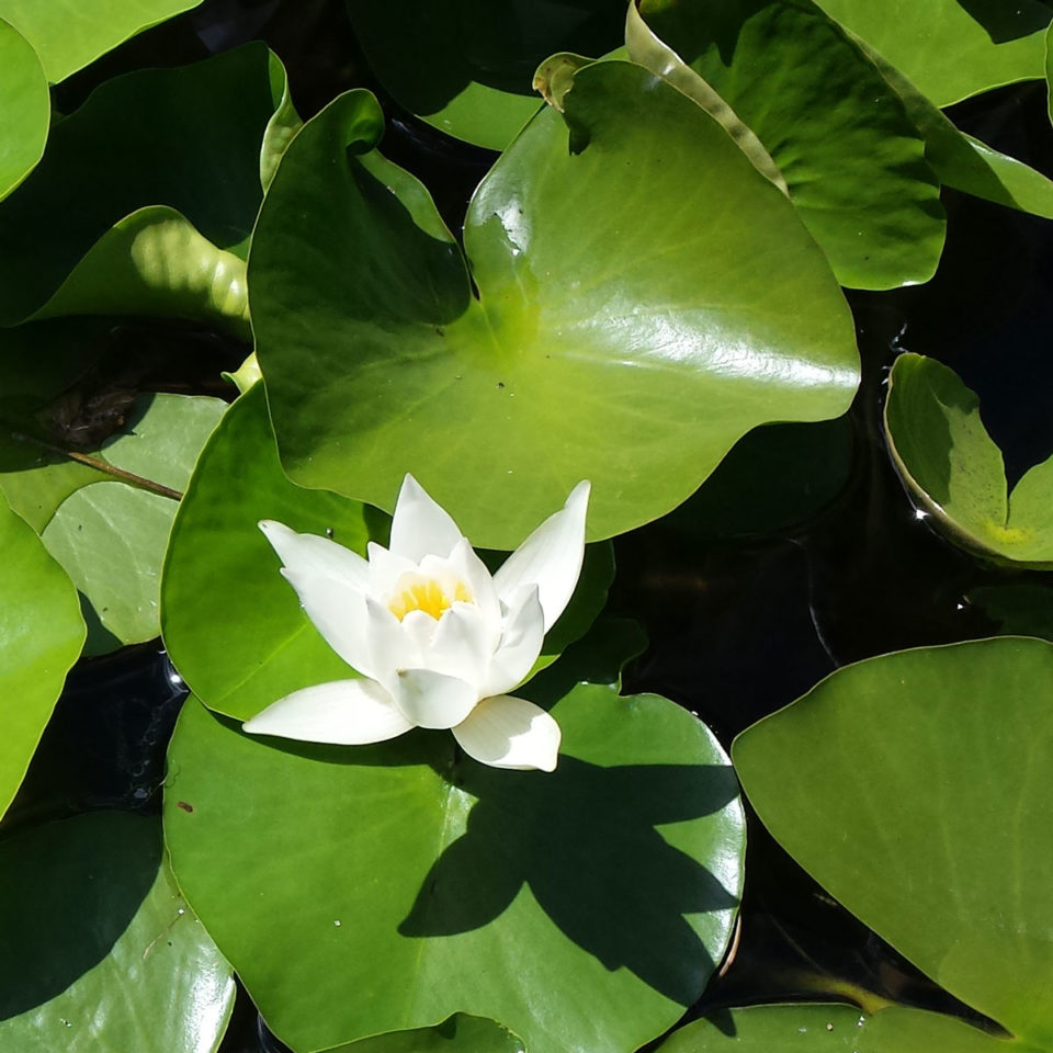 Nénuphar blanc