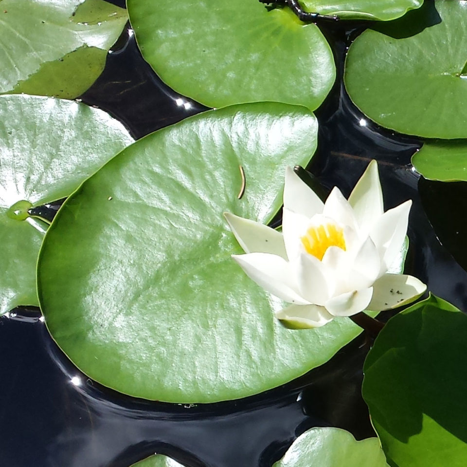 Nénuphar blanc