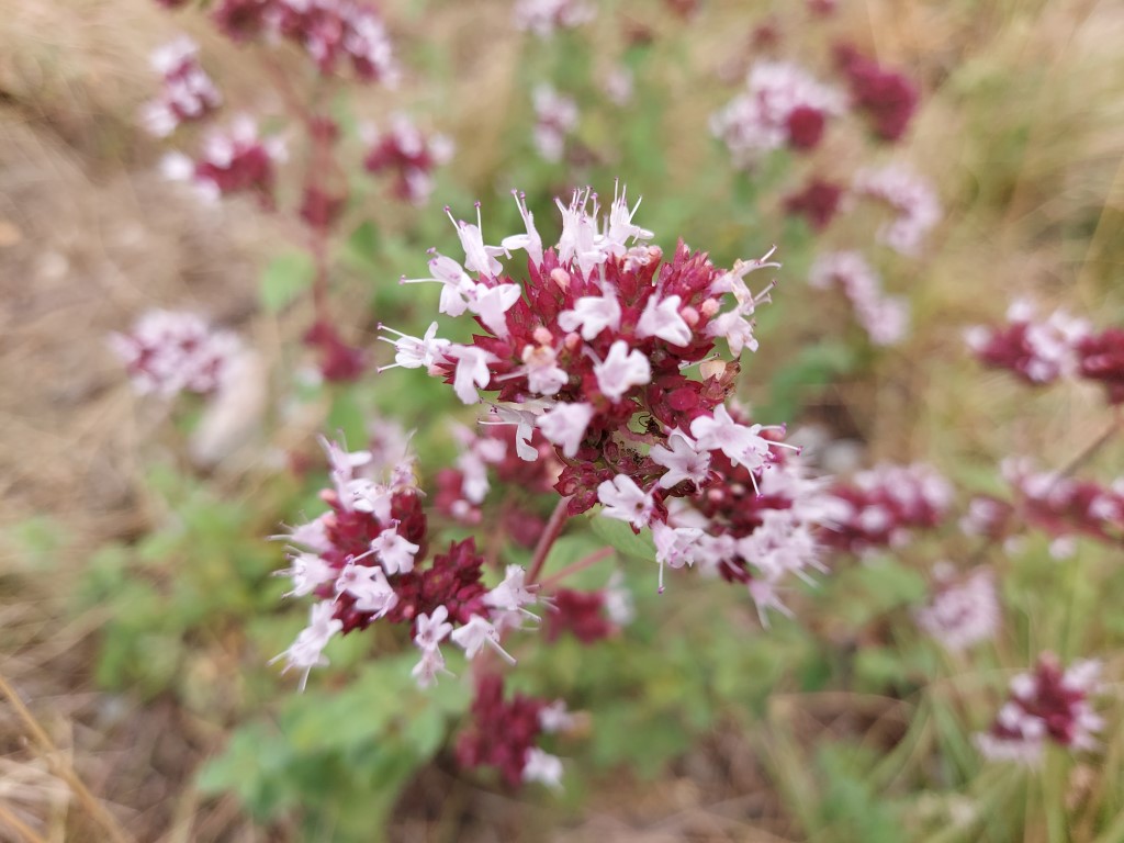 Origanum vulgare L.