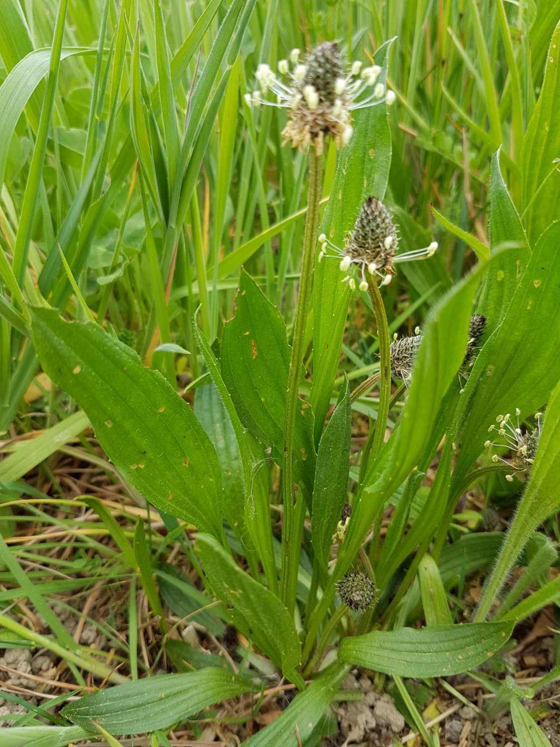 Plantago lanceolata L.