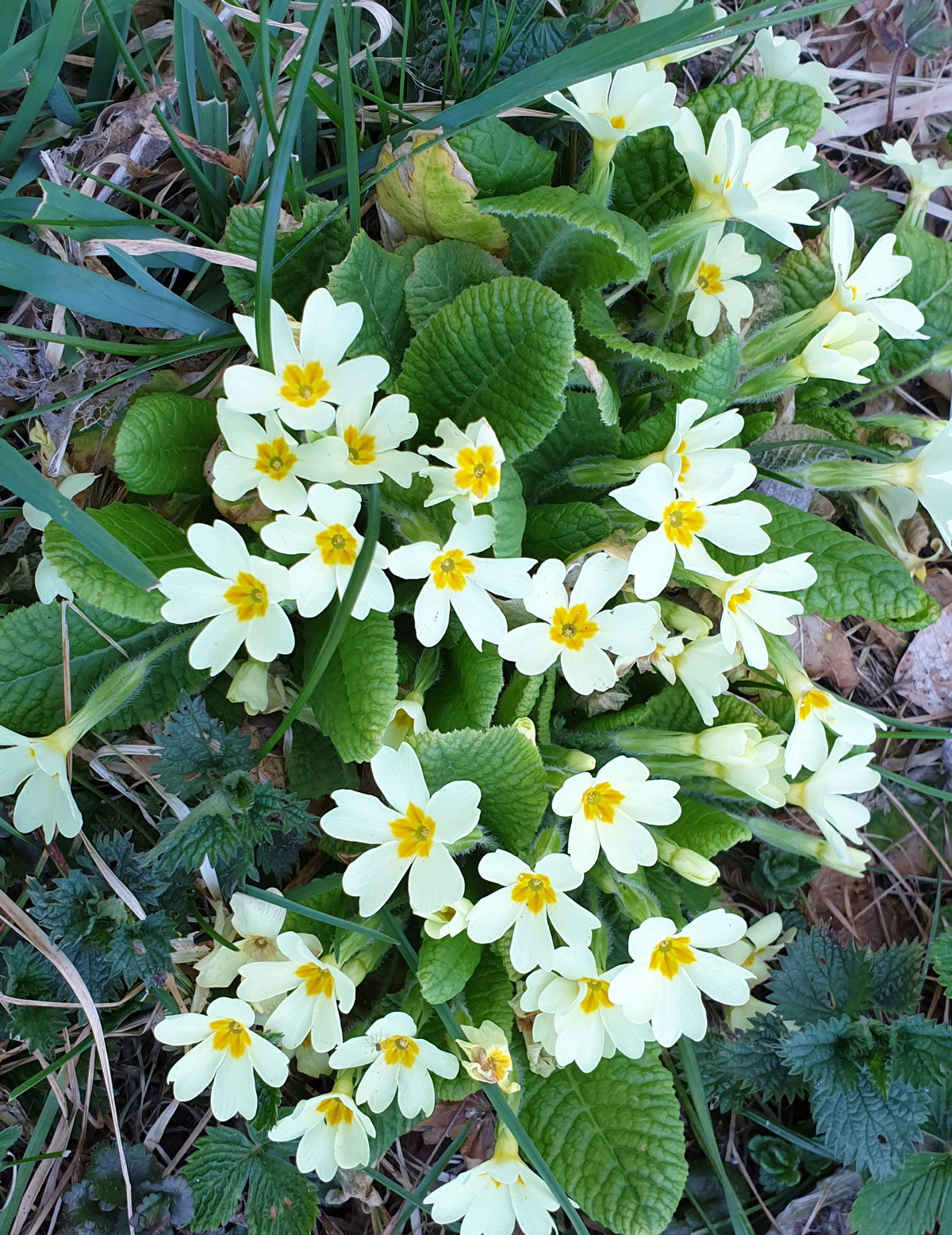 Primula acaulis (L.) L.
