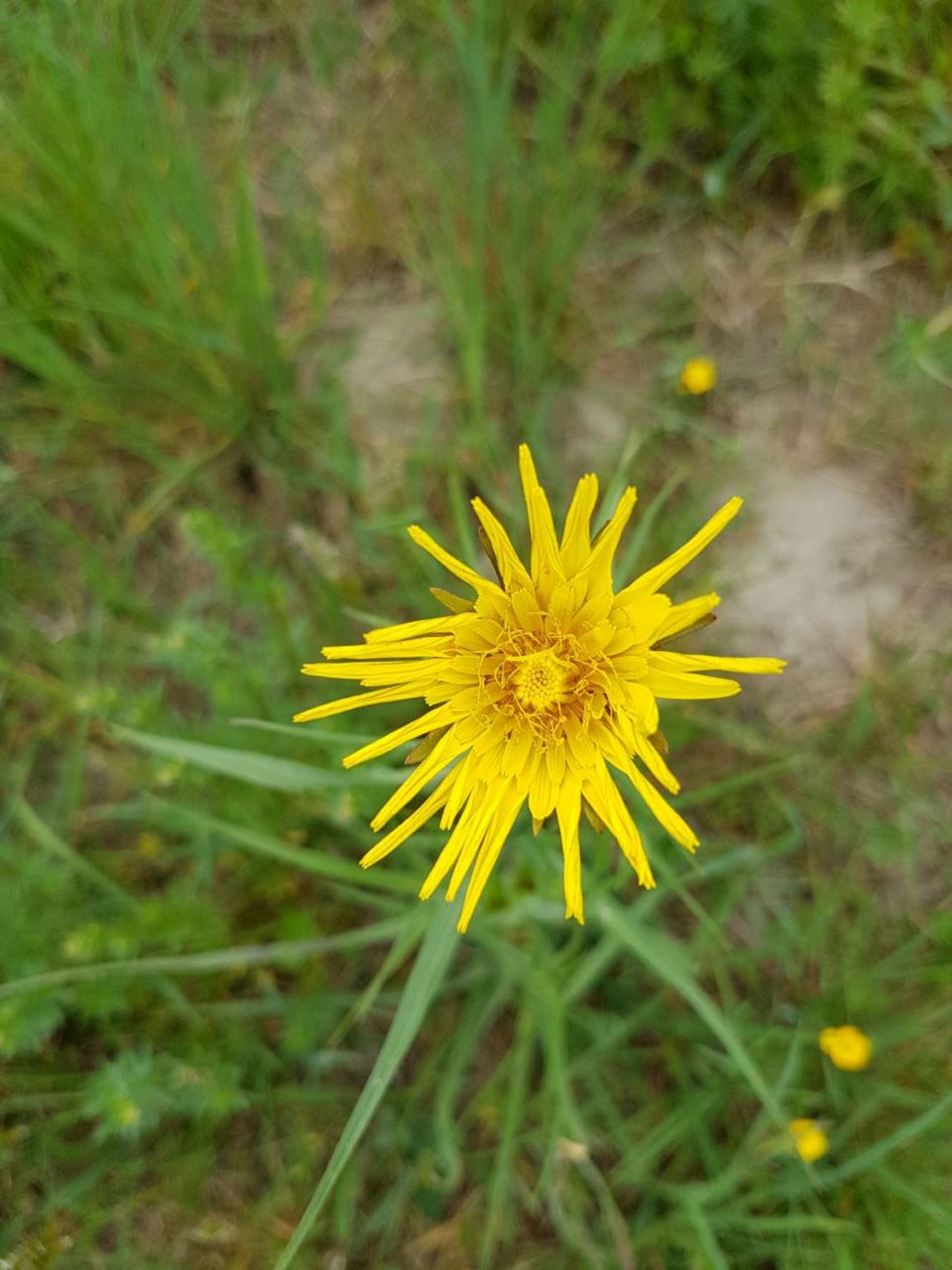 arges fleurs jaunes en capitules