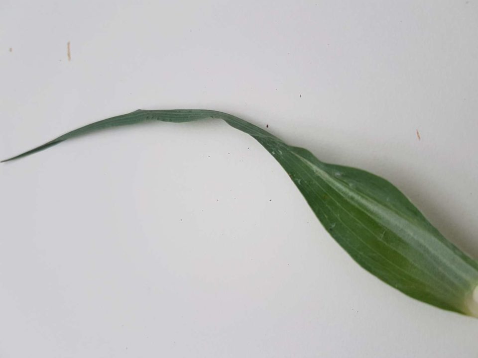 Feuille de salsifi des prés