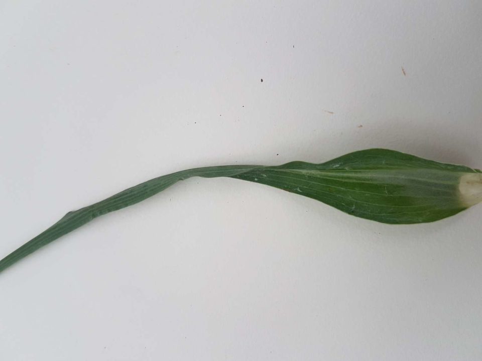 Feuille de salsifi des prés