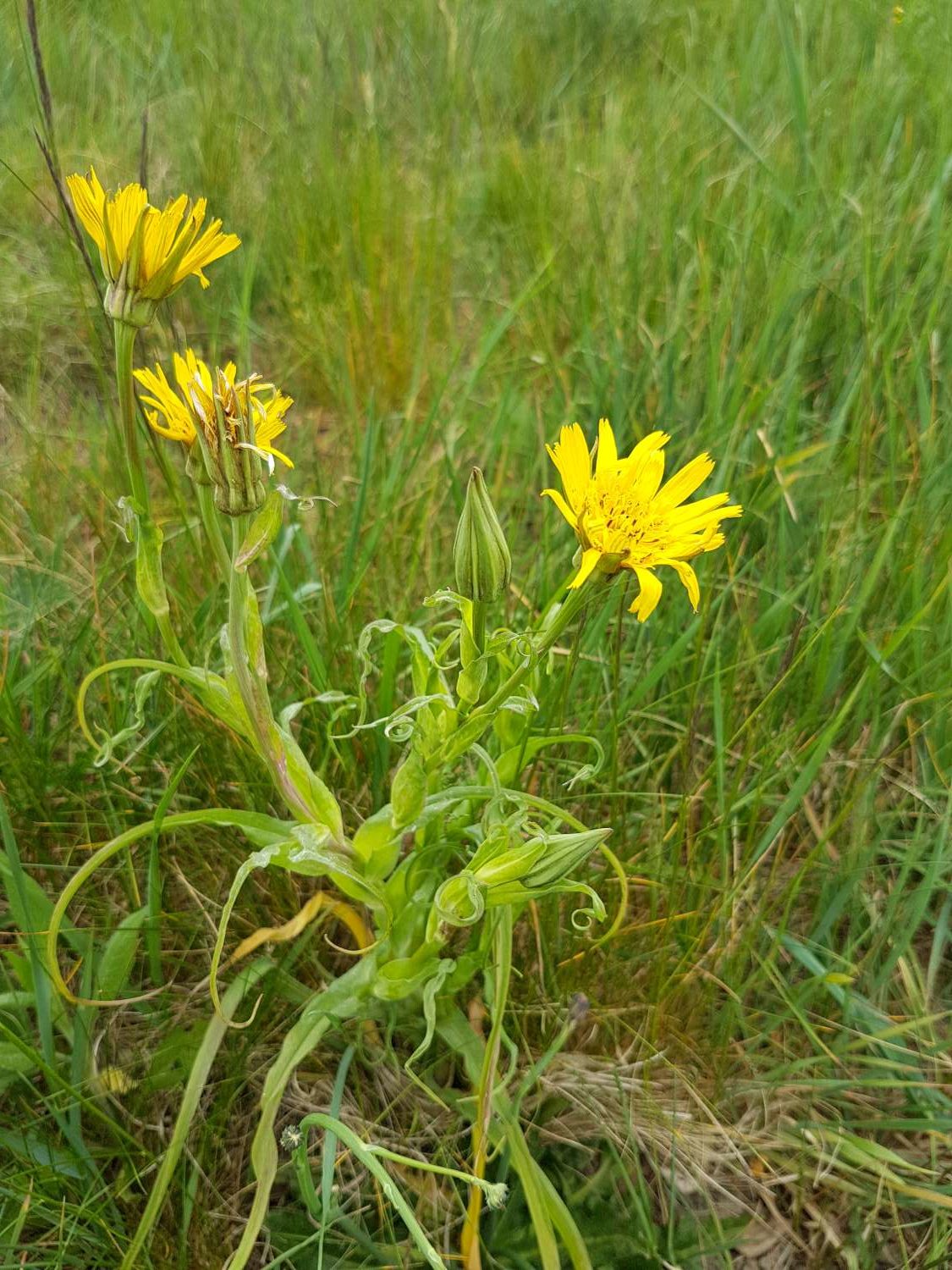 Tragopogon pratensis L.