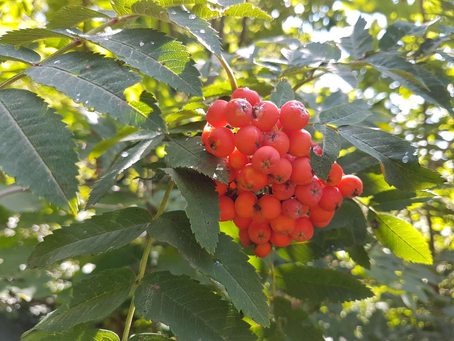 Sorbus aucuparia L.