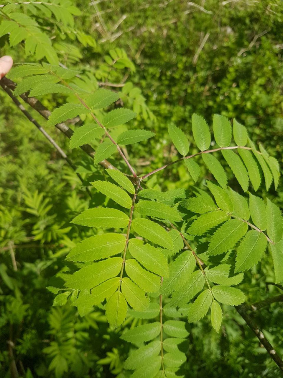 Les feuilles sont composées de 11 à 18 folioles lancéolées doublement dentées