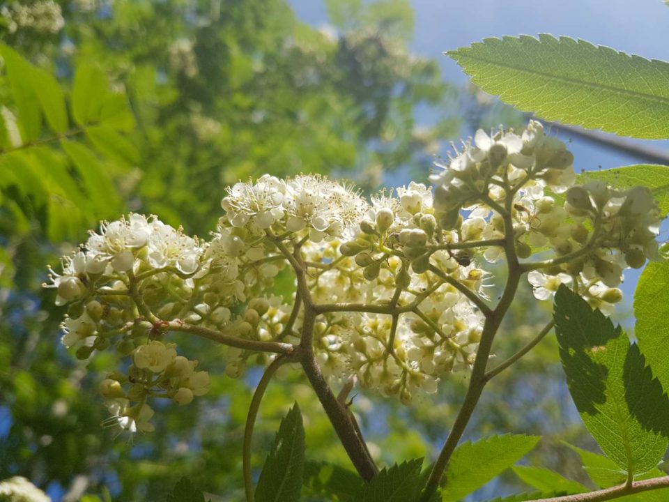 Les fleurs blanches sont groupées en corymbes