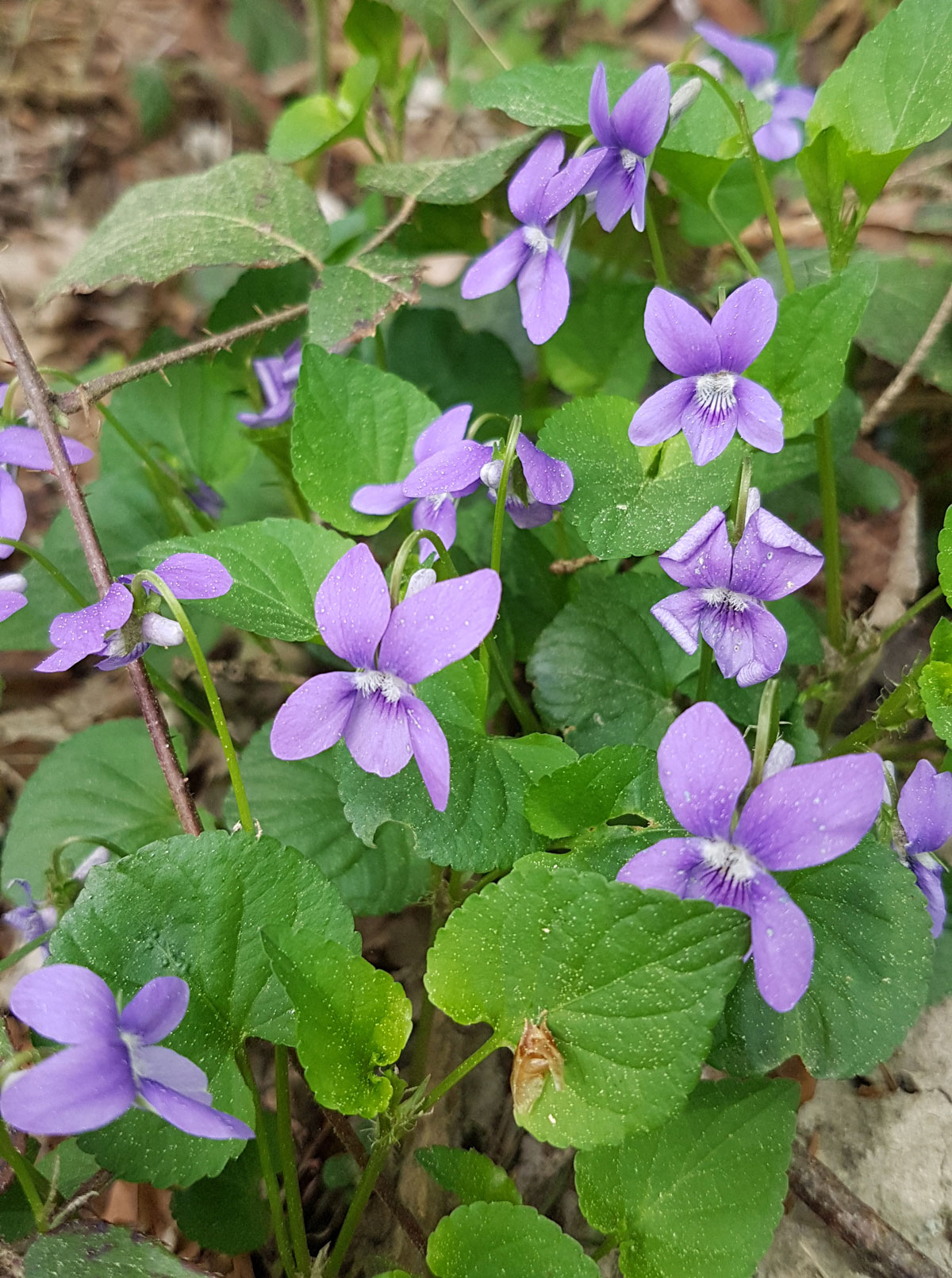 Viola reichenbachiana Boreau