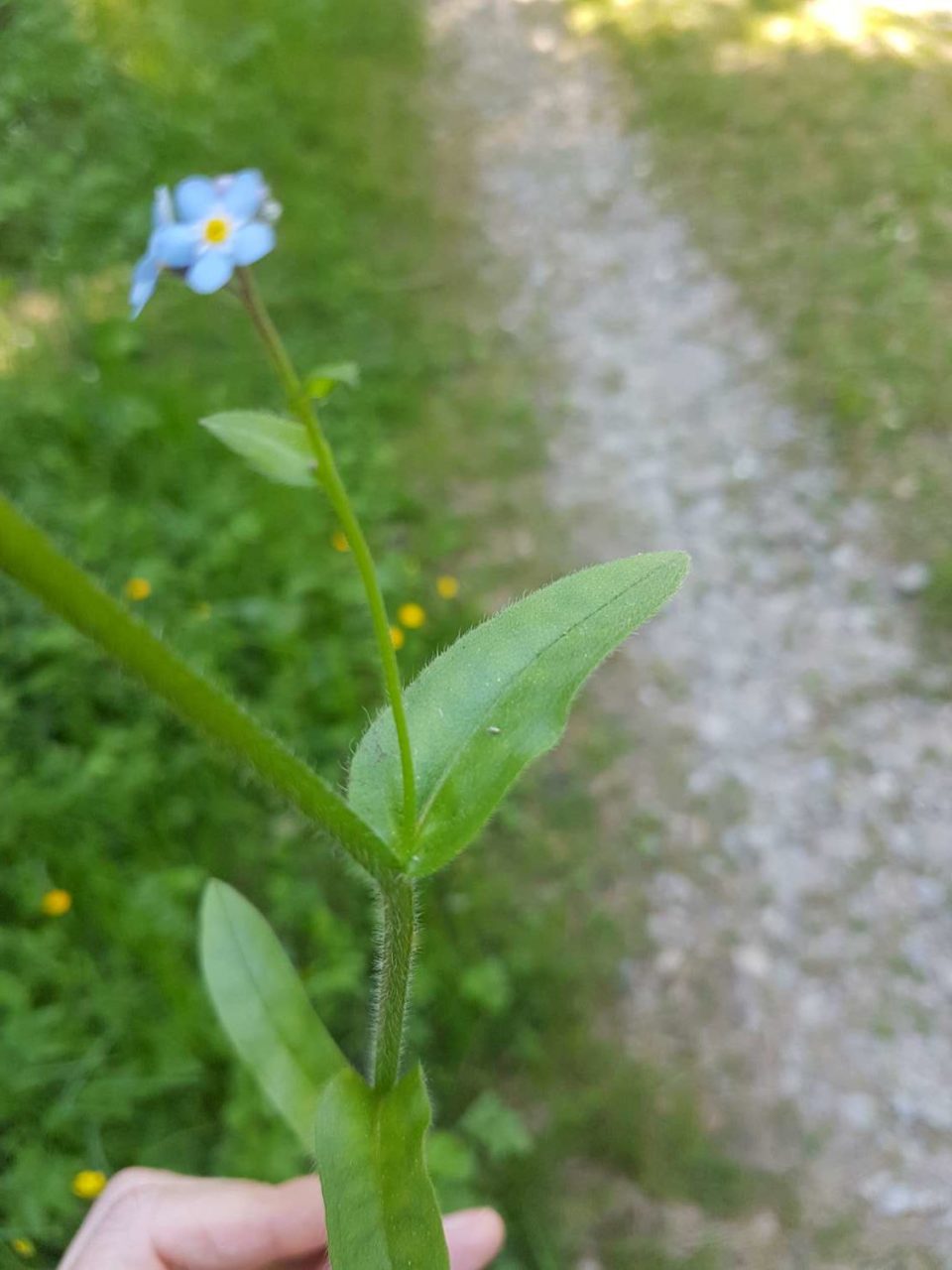 Feuilles alternes, simples, entières, lancéolées.