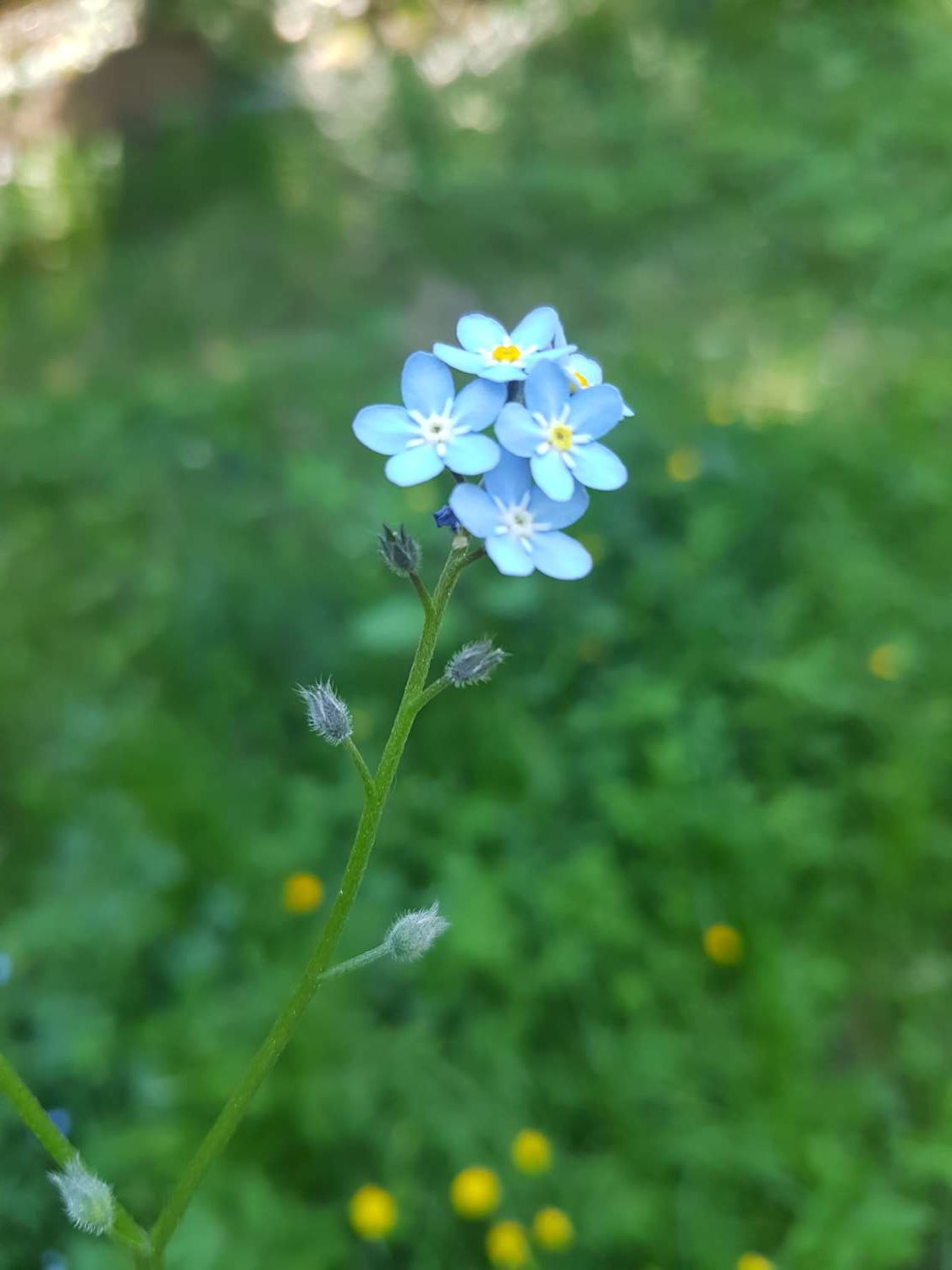 Myosotis arvensis Hill