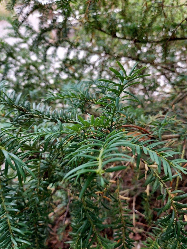 Taxus baccata L.