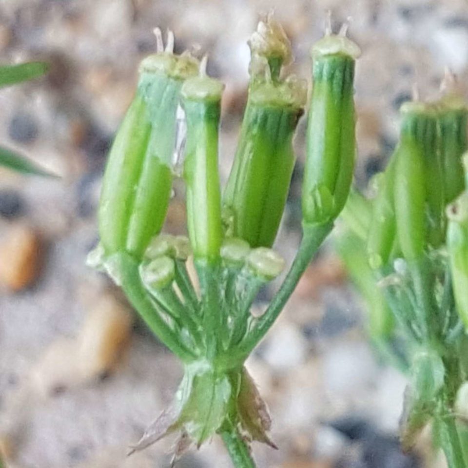bractéoles