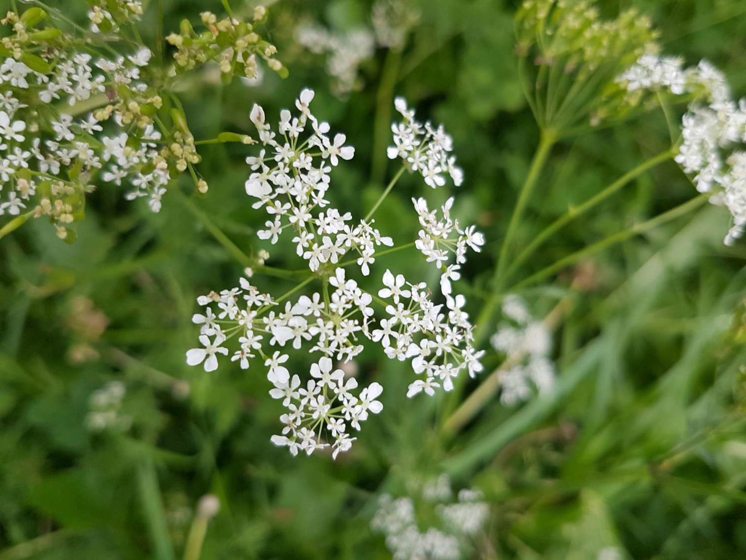 Anthriscus syvestris