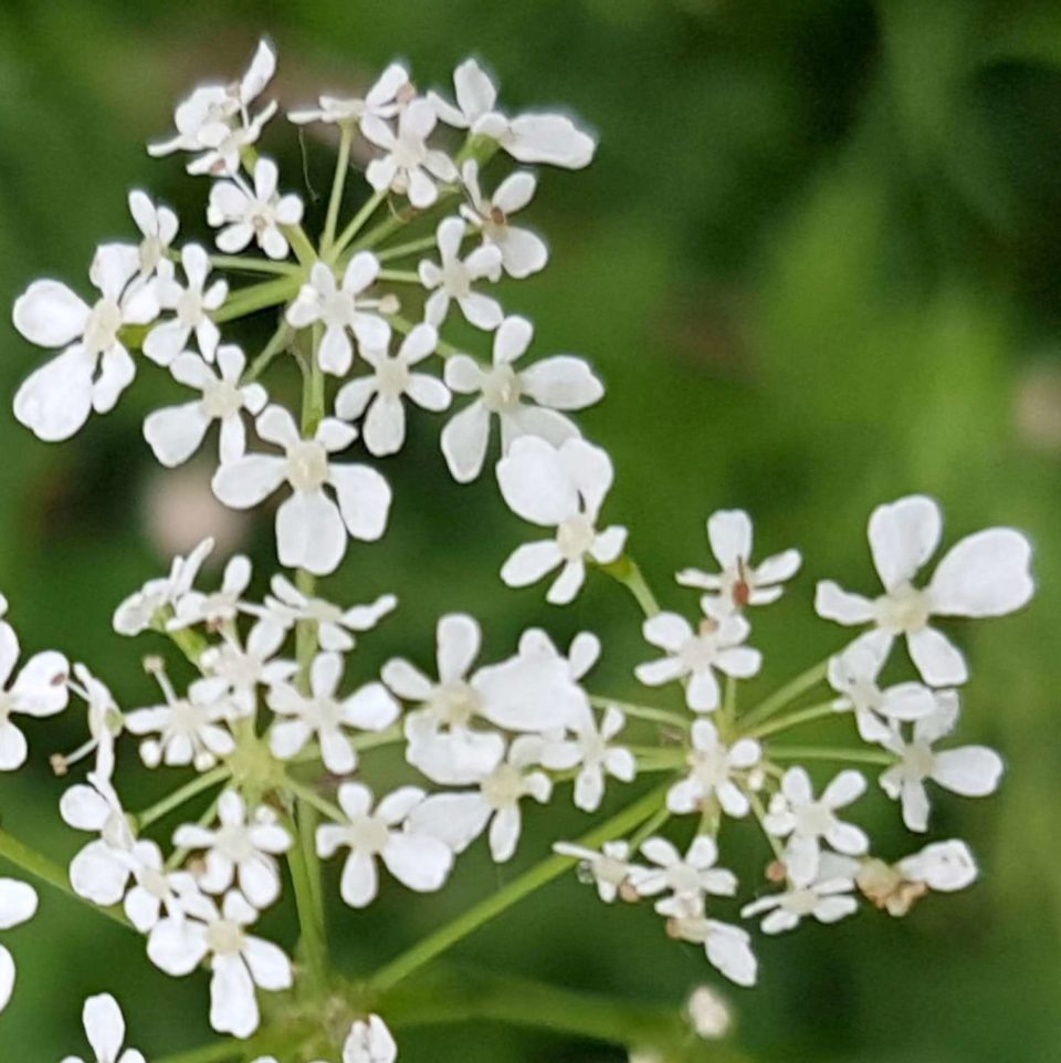 Petites fleurs du cerfeuil sauvage