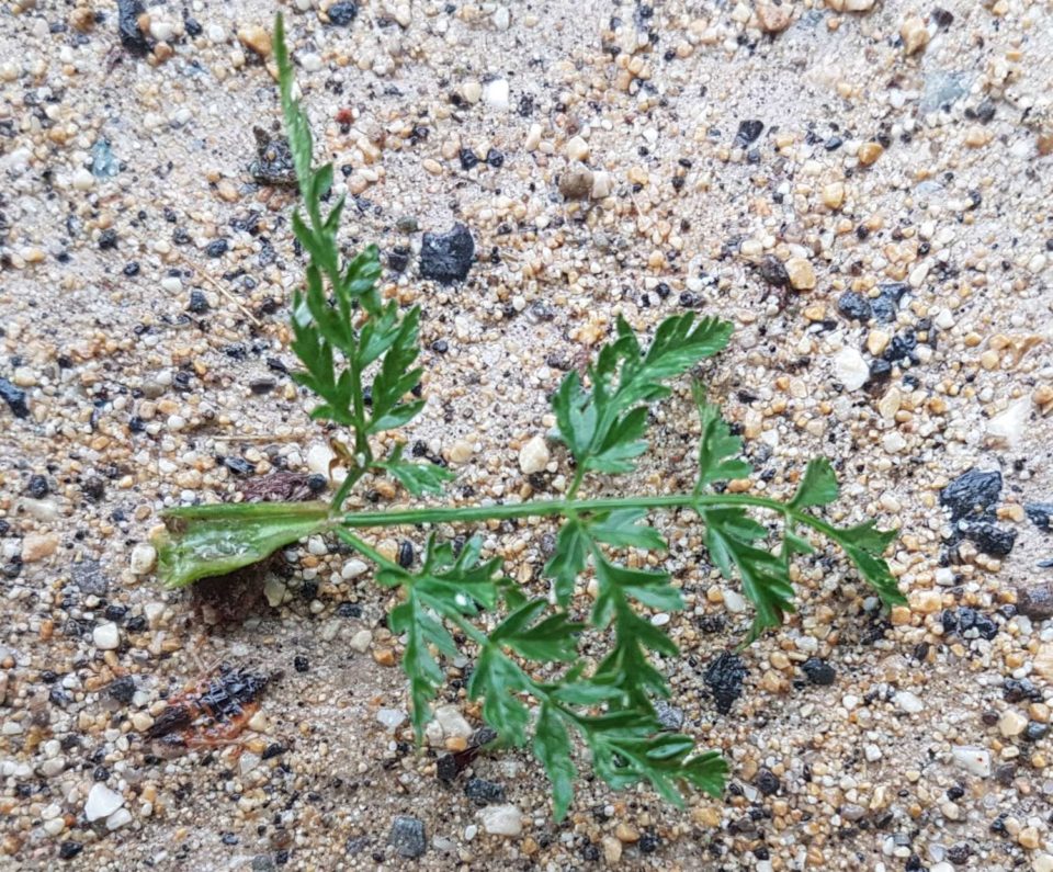 Feuille de cerfeuil sauvage