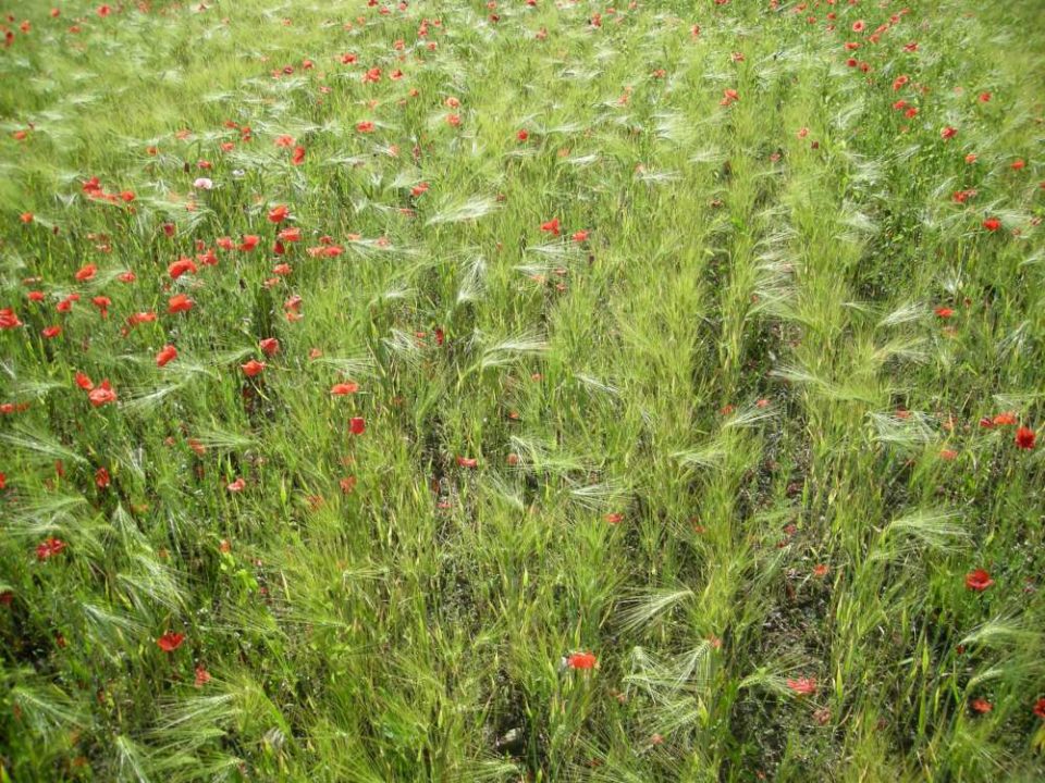 coquelicots dans un champ de blés