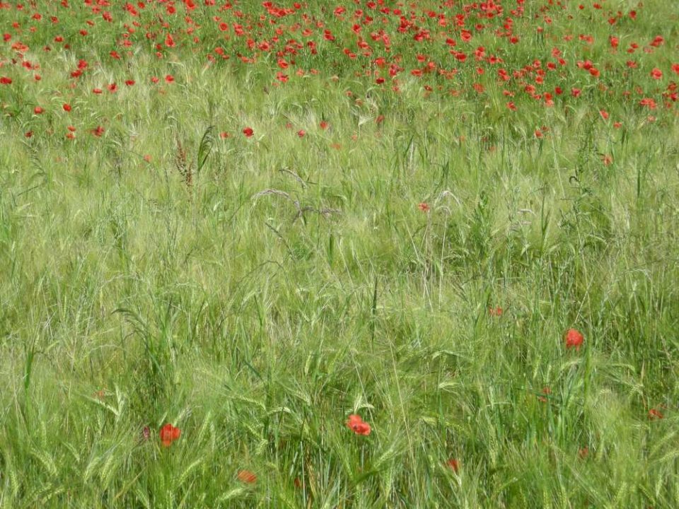 coquelicots dans un champ de blés