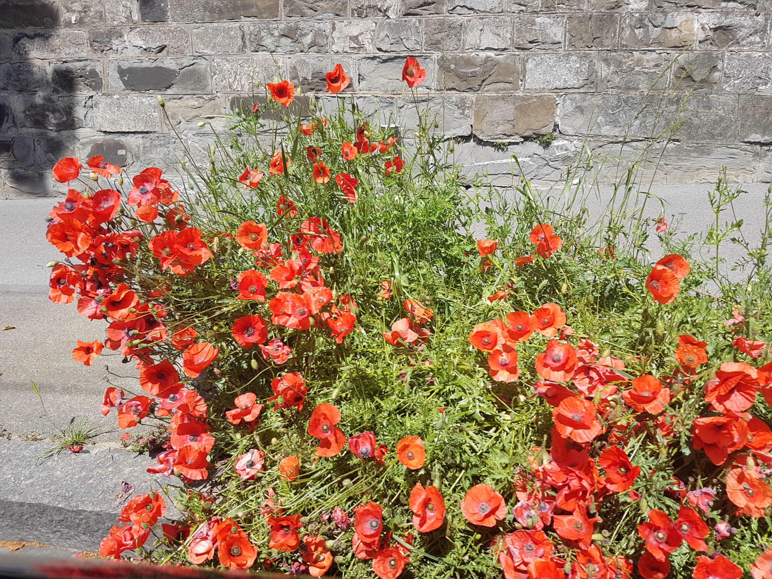 Papaver rhoeas L.