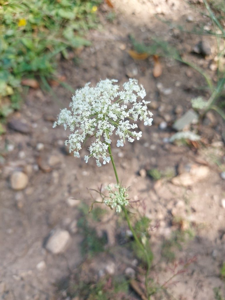 Daucus carota L.