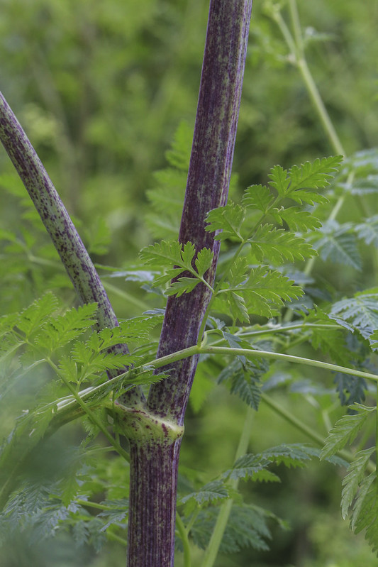 Conium maculatum