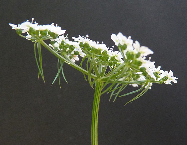 Aethusa cynapium
